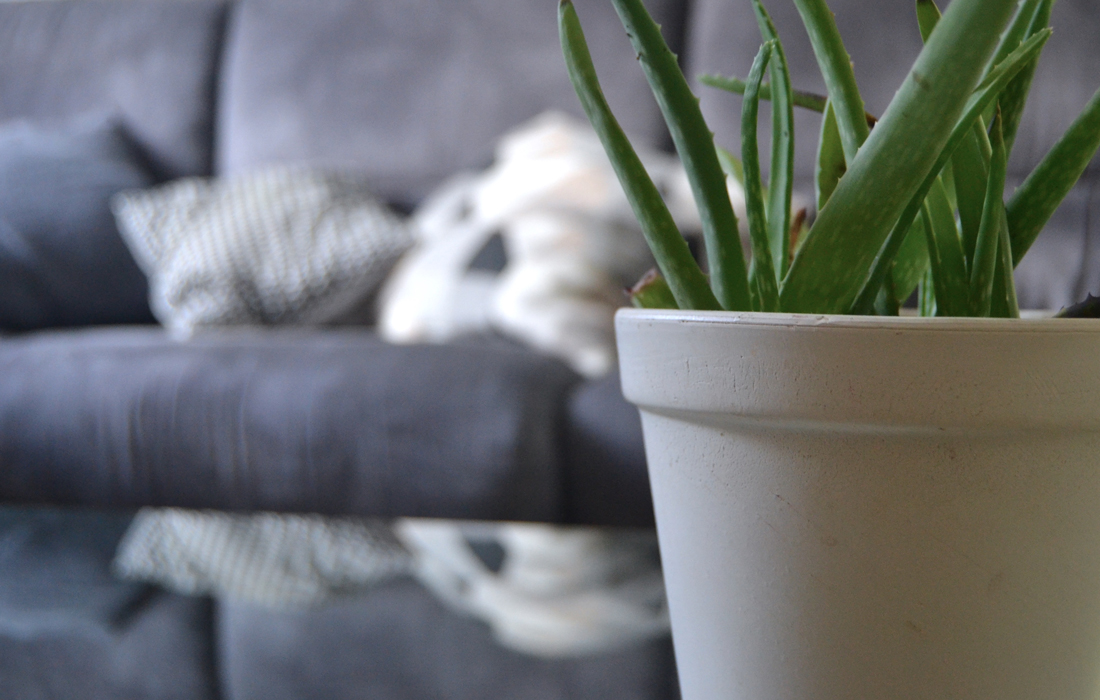 Un vaso in ceramica bianca con pianta verde in primo piano. Sullo sfondo un divano grigio e due cuscini con stampe geometriche